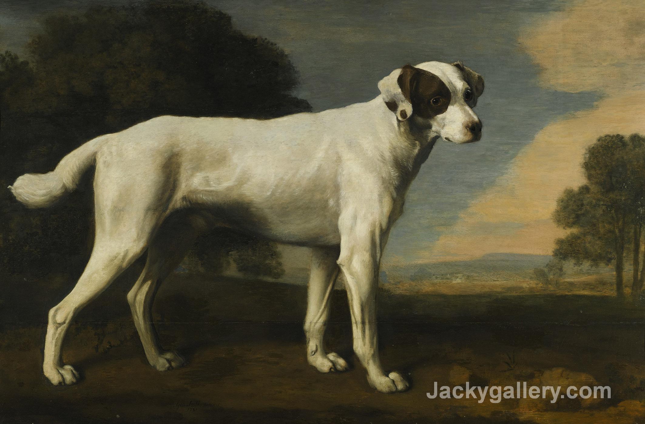 Viscount Gormanstons White Dog by George Stubbs paintings reproduction